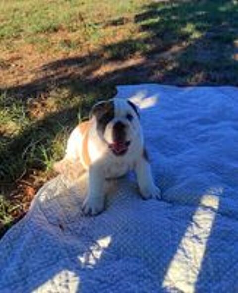   Chiot bulldog anglais  