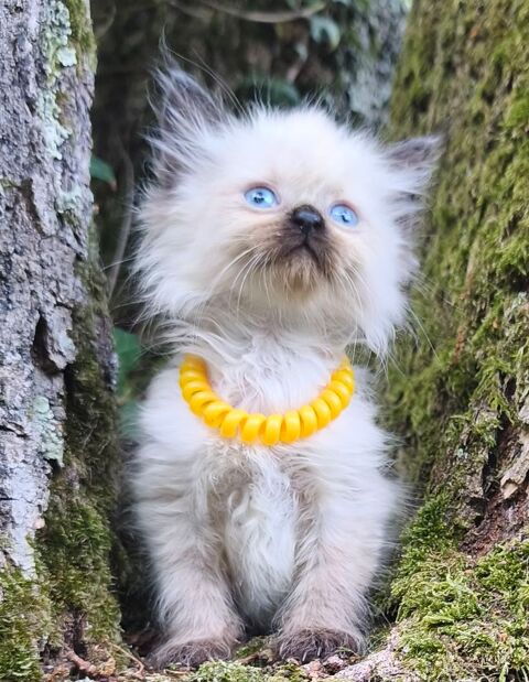 Chaton sib&eacute;rien LOOF 1500 85310 Chaillé-sous-les-ormeaux
