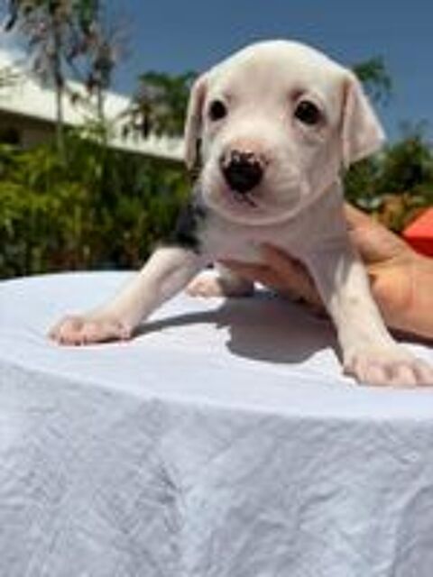   Bebe Bloomy 