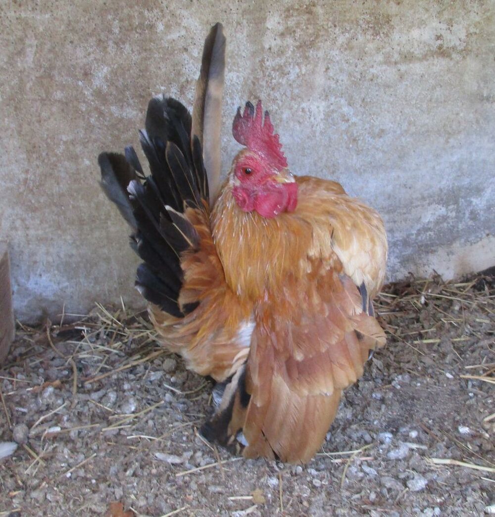   poule serama 