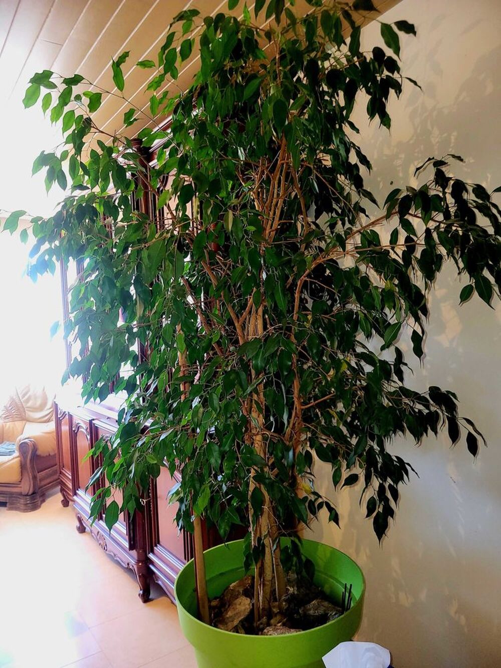 plante Ficus Jardin