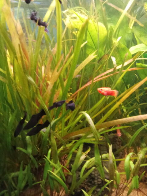 Poissons molly 1 22600 Loud�ac