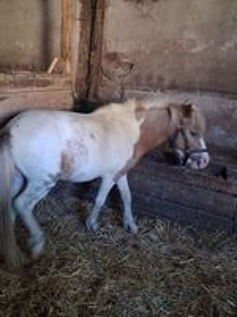   Poney 