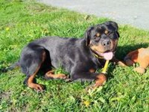   ALI femelle type rottweiler 1 an 