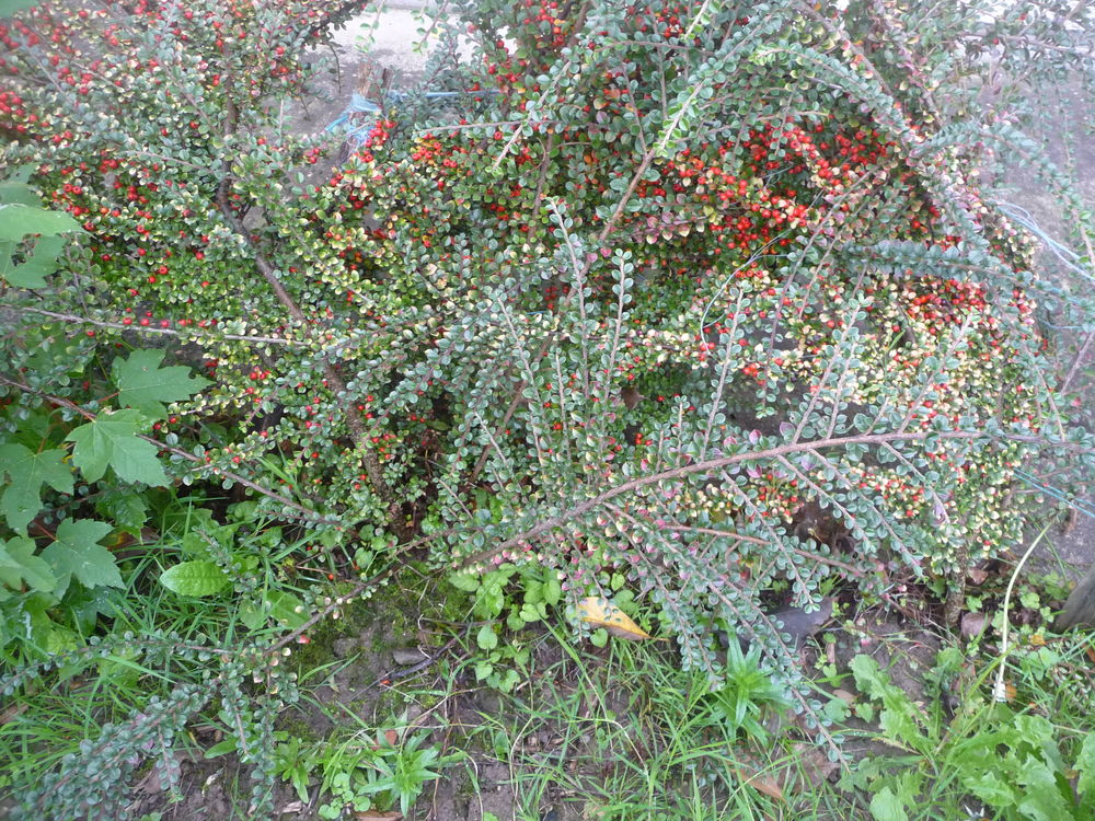 pieds d'arbustes Jardin