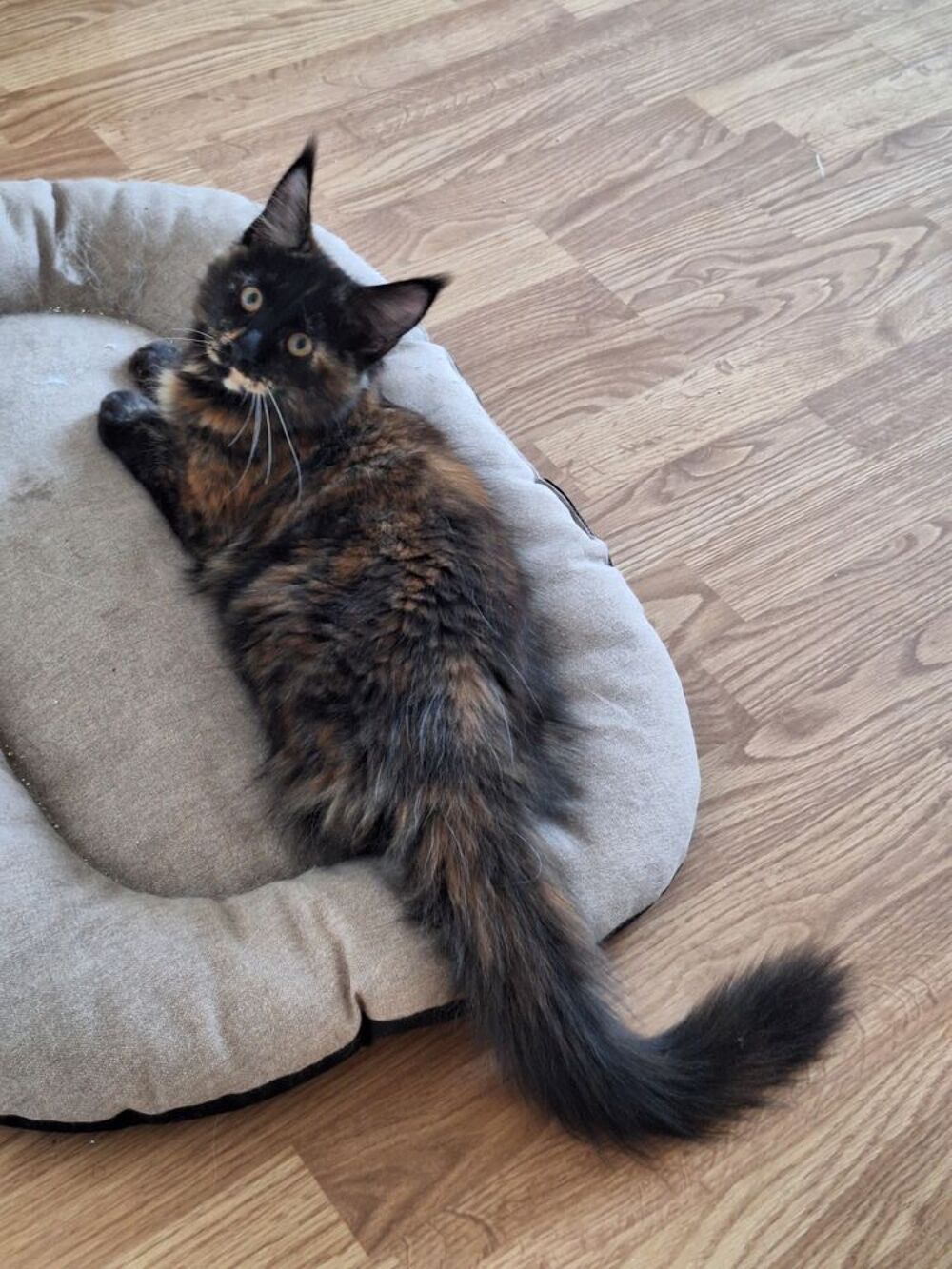   Magnifiques chatons maine coon loof  