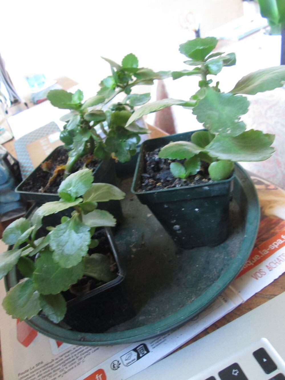 Kalanchoe (plante grasse) Jardin