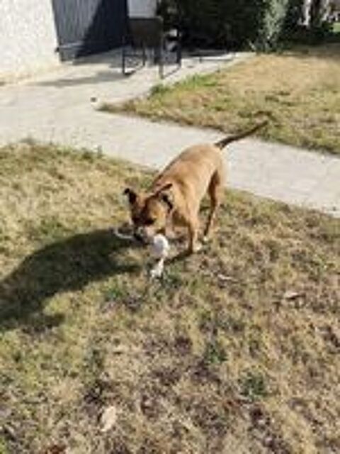   Mayenne, american staffordshire terrier à adopter 
