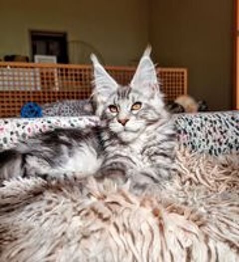   Chatons Maine coon LOOF 