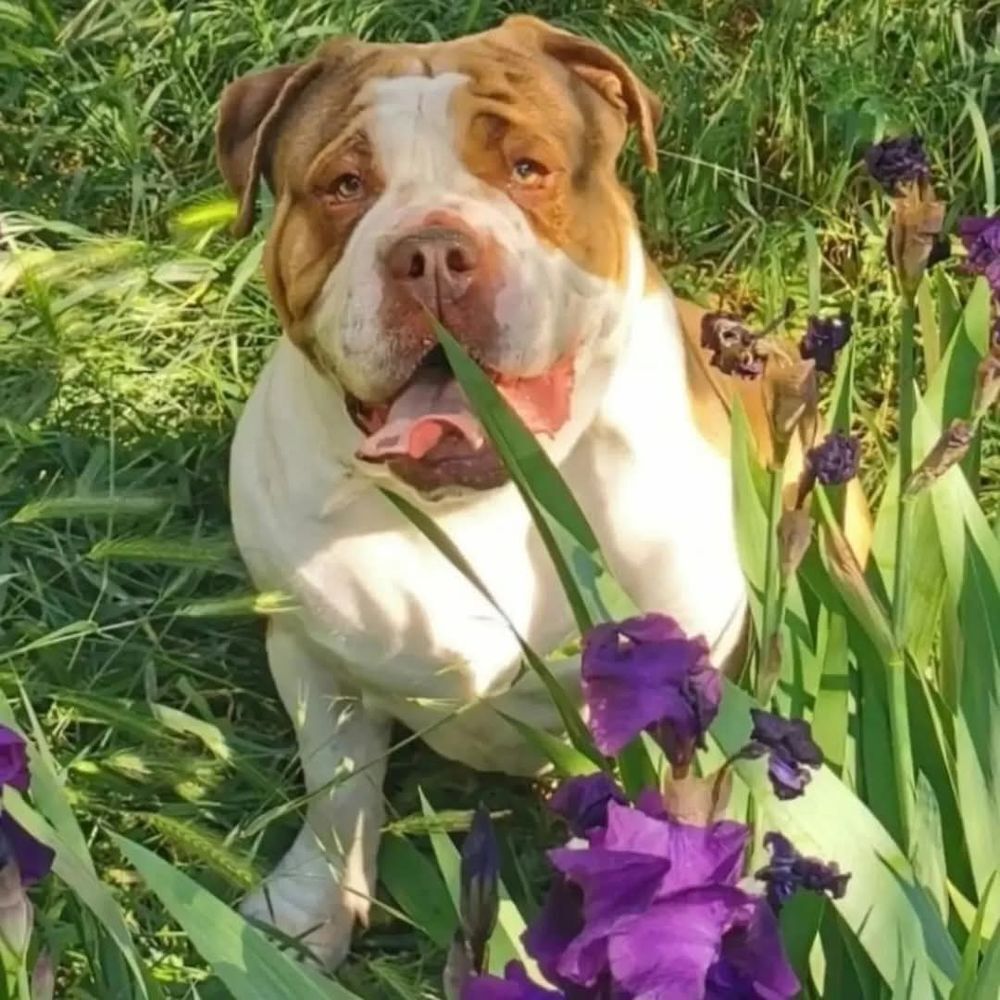   Paco, old english bulldog de 5 ans  l'adoption  