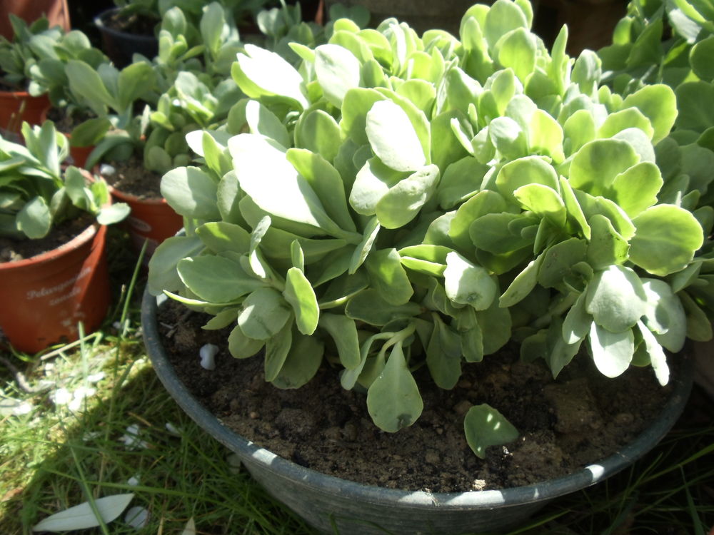 Sedums ou orpin Jardin