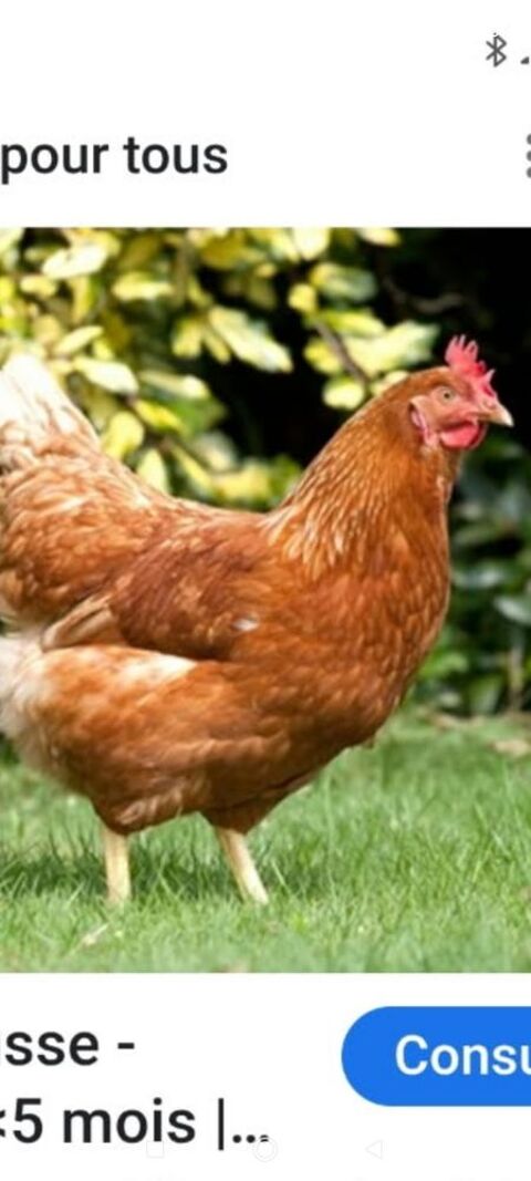 Poule rousse 10 54600 Villers-ls-nancy