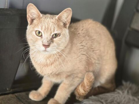 URBAN 210 76220 Ferri�res-en-bray