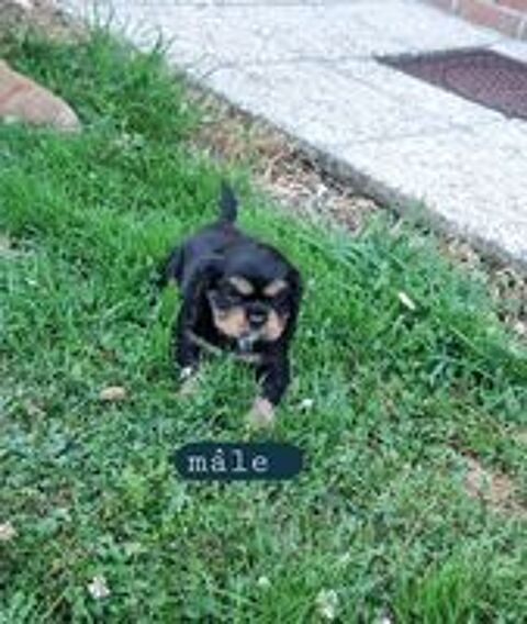   Chiots cavalier King Charles noir et feu  