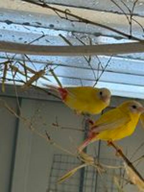   Oiseaux kittlitz jaune lutino  