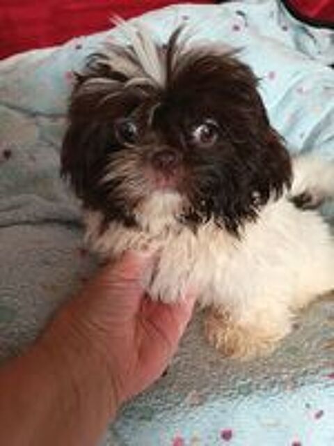   Shih tzu 