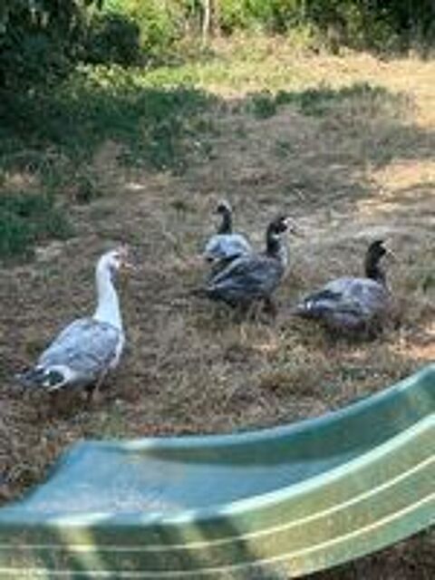   canards marins / de barbarie 