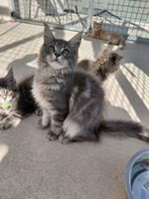   MAINE COON LOOF LABEL OR 