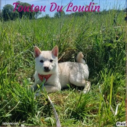 Chiot Shiba Inu femelle 800 18140 Prcy