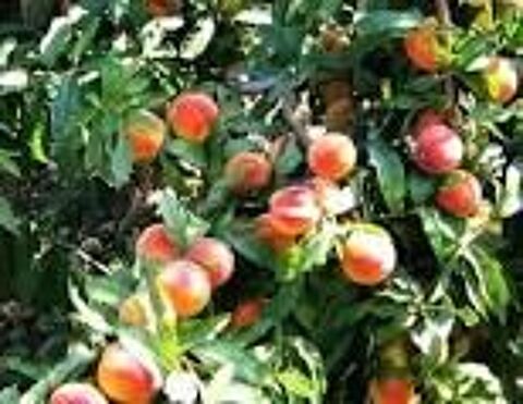 1 plant pecher de vigne chair blanche 3 Rampoux (46)