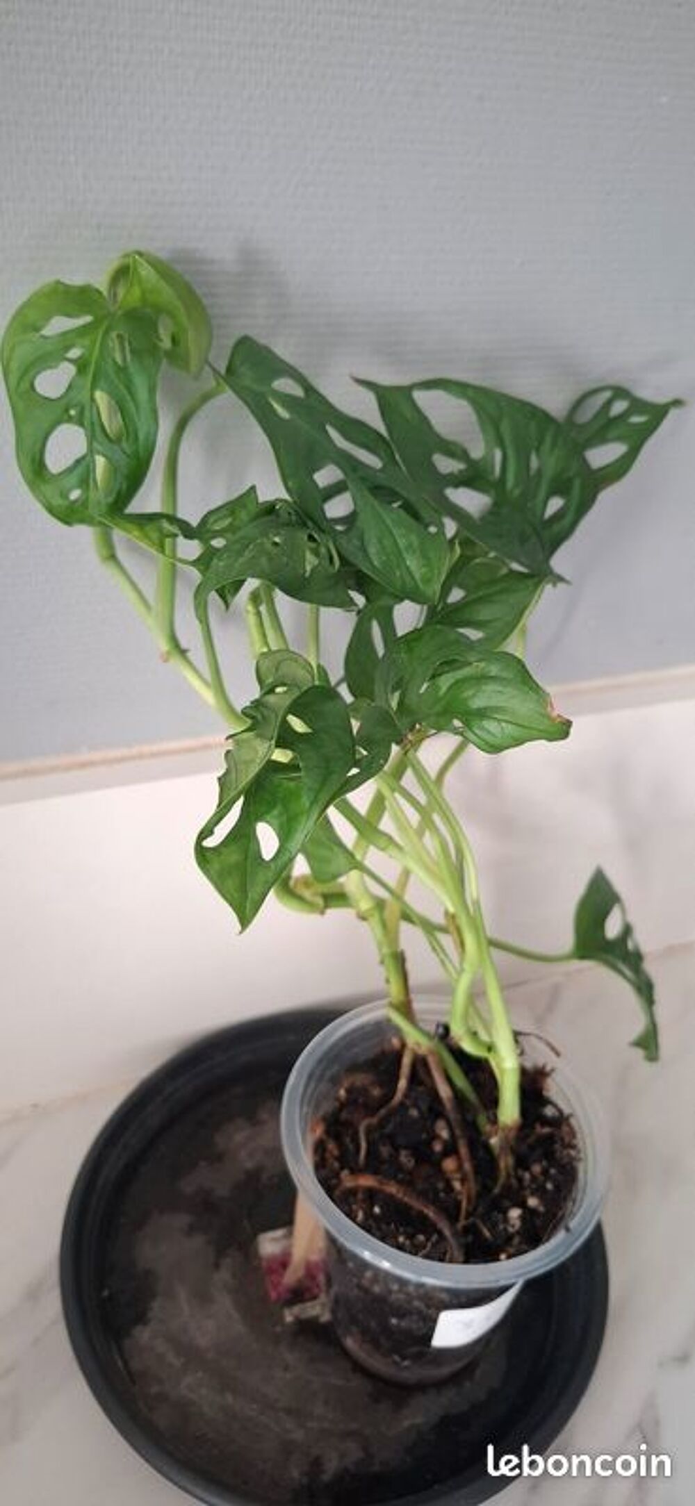 Monstera adansonii bouture 36 Décoration