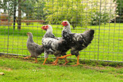   Poules Wyandotte 