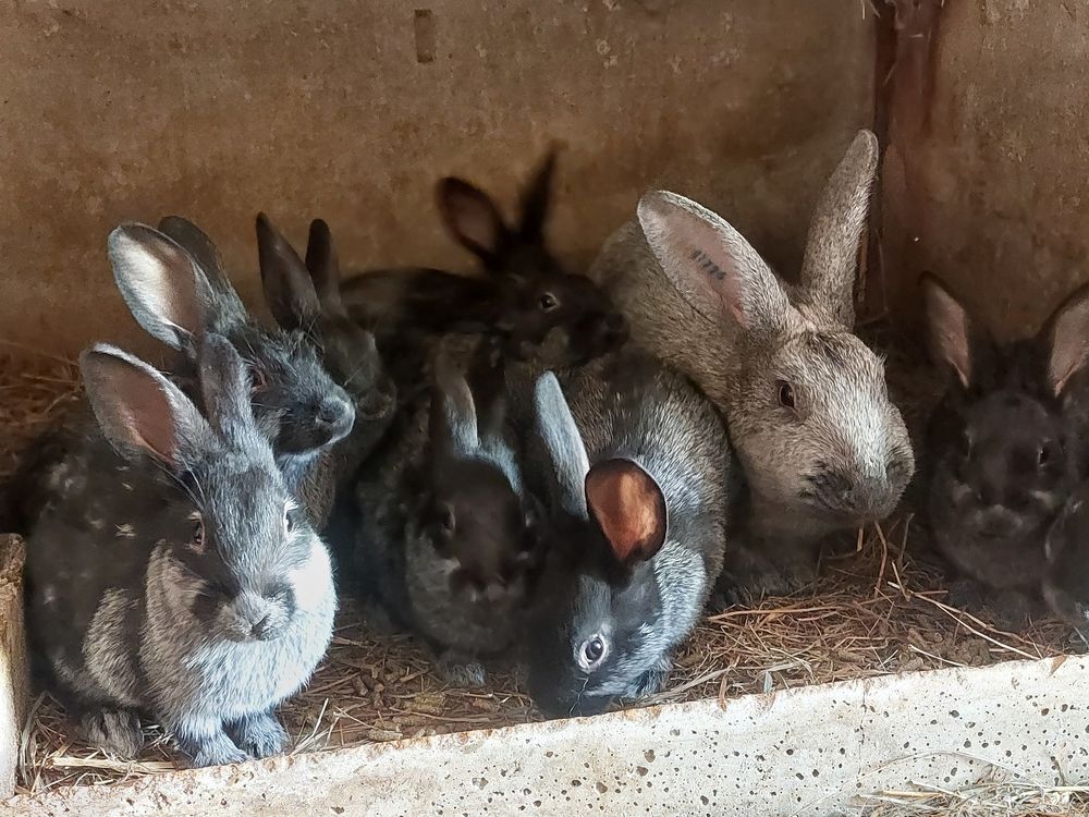   Lapins pure race, lapereaux  argenté de champagne et autres  