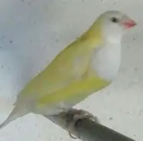   couple de diamant de Gould jaune reproducteur 