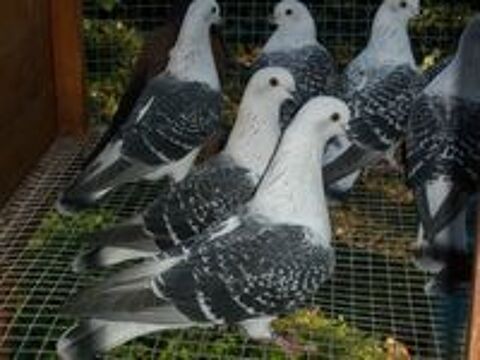   Pigeons satin caill pattes lisses 