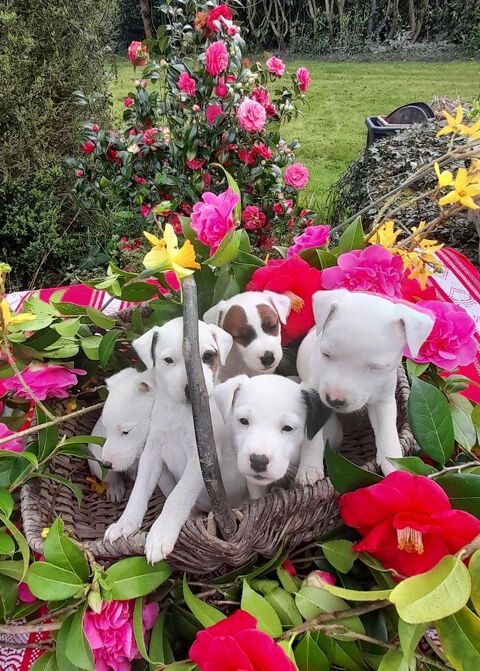 Parson Russell Terrier bonne lignée élevés en famille 1000 85670 La chapelle-palluau