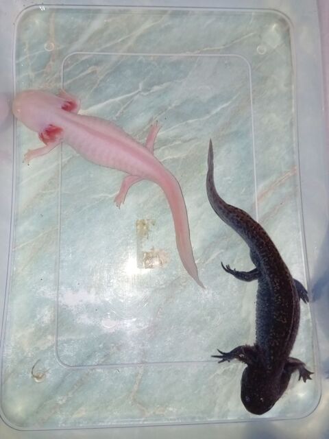 Axolotl 30 89260 Perceneige