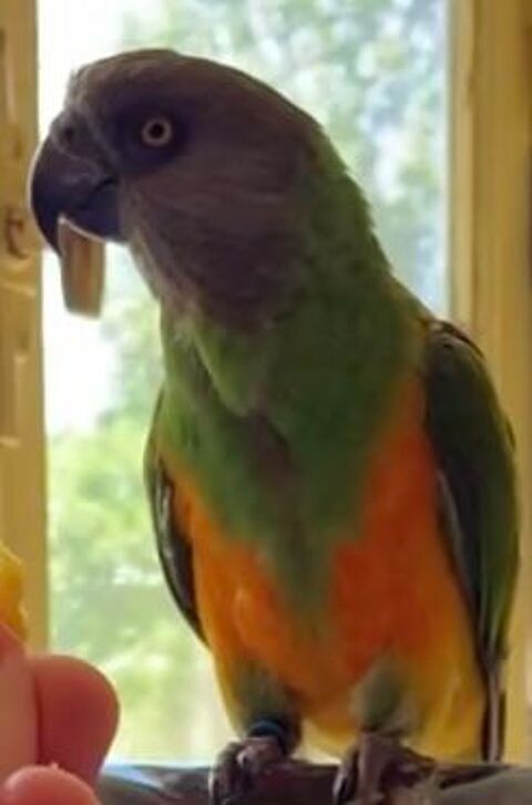 Youyou du Sénégal 450 38870 Saint-simon-de-bressieux