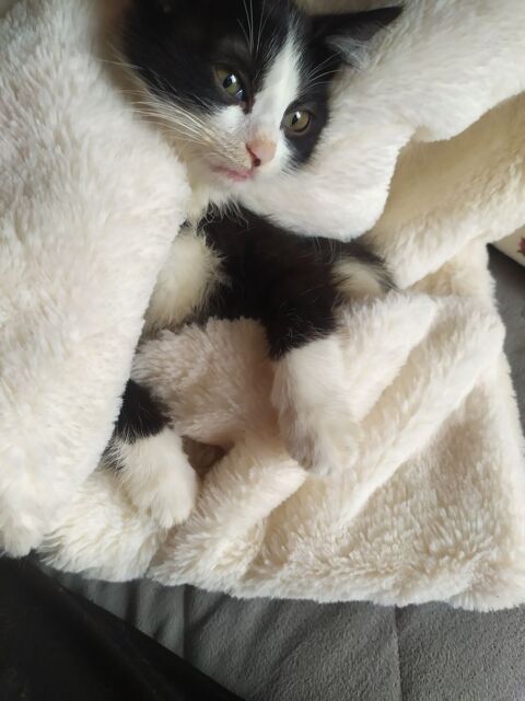 ADORABLES CHATONS HABITUES AUX ENFANTS SEVRES VERMIFUGES
0 93140 Bondy