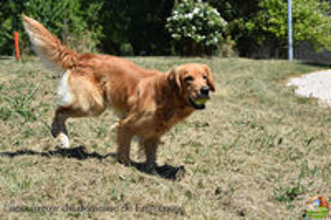   Golden retriever LOF pour saillie 