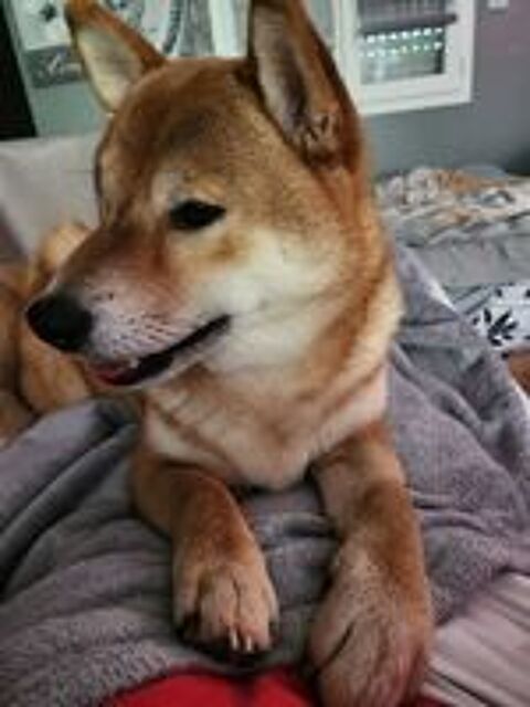   Tamaki superbe mâle shiba propose ses saillies 