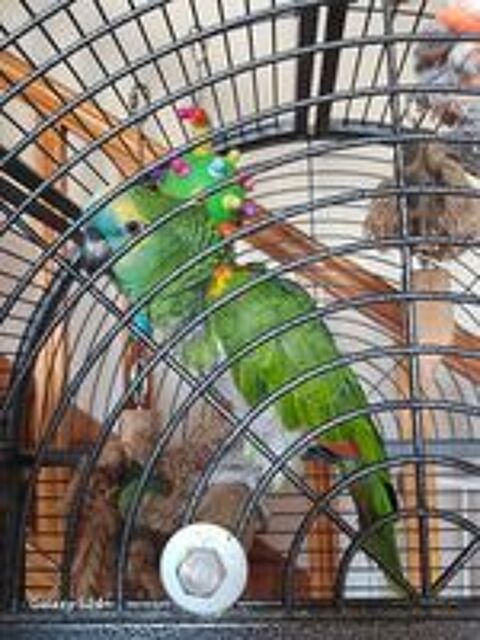   Perroquet amazone 