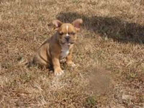   Chiot bulldog francais male 
