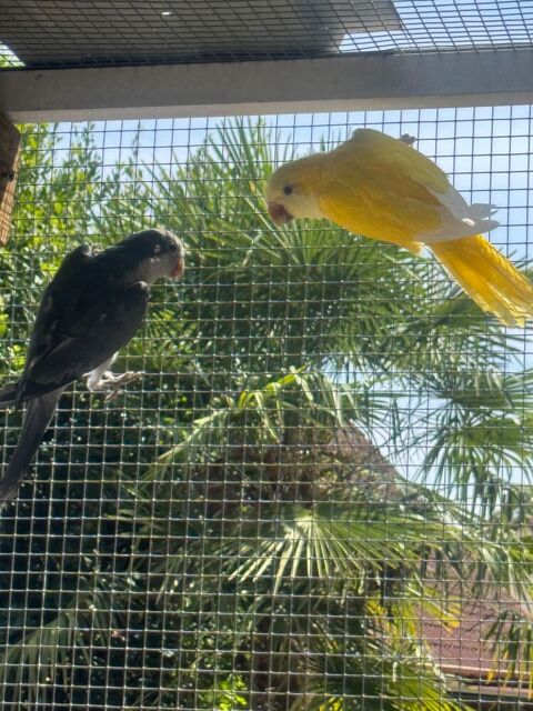 Magnifique couple Conure souris, Perruche veuve Lutino 400 28210 Villemeux-sur-eure
