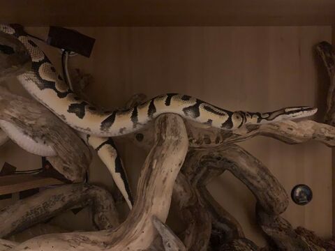 Donne python et terrarium 0 78560 Le port-marly