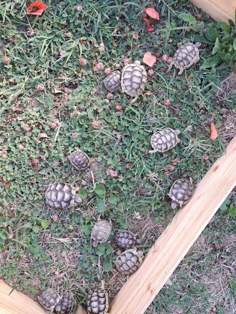 BEBES TORTUES MARGINATA 60 31500 Toulouse