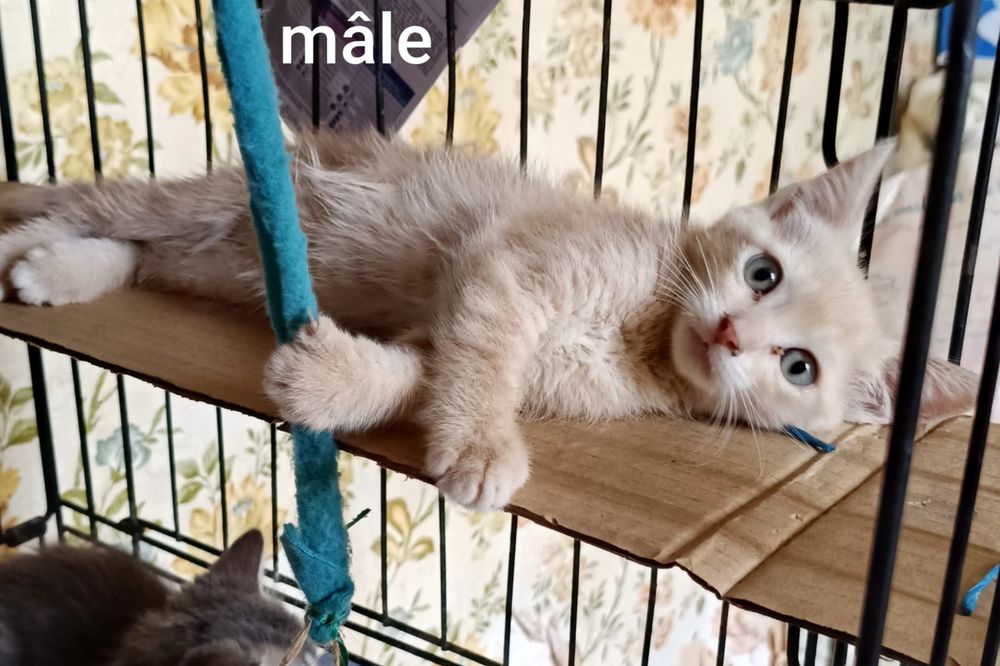   Chaton à donner 