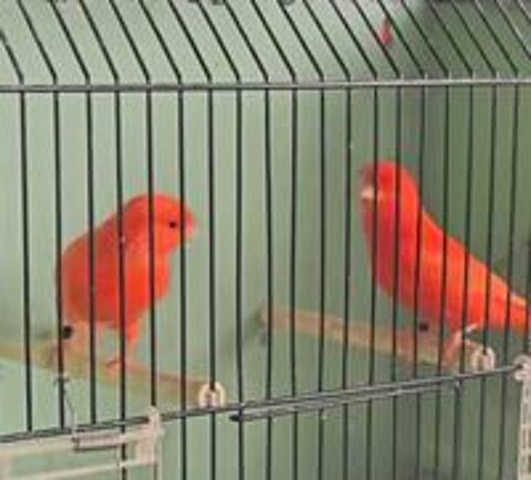   Couple canari rouge intensif 