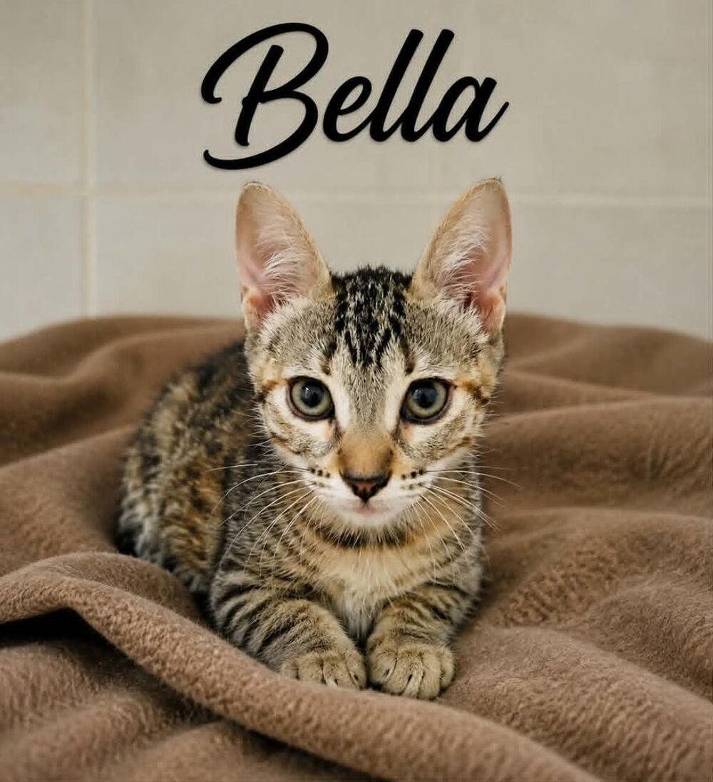   *BELLA* 