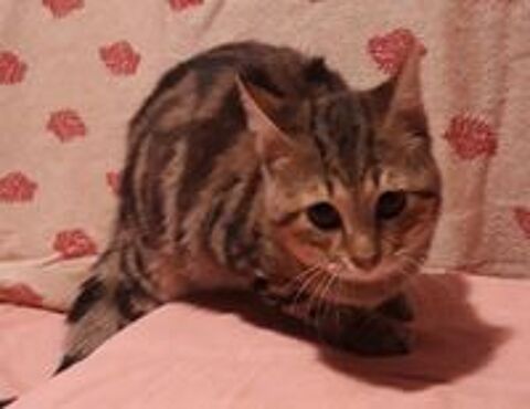   Taz, chaton cherche foyer aimant 