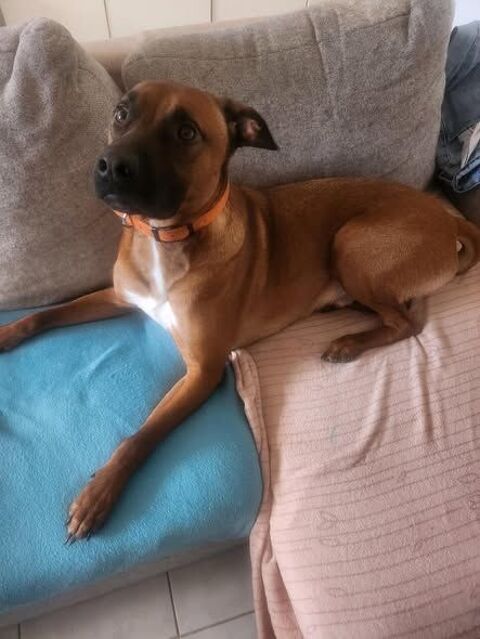 Chien SIMBA &agrave; l adoption 350 30130 Pont-saint-esprit