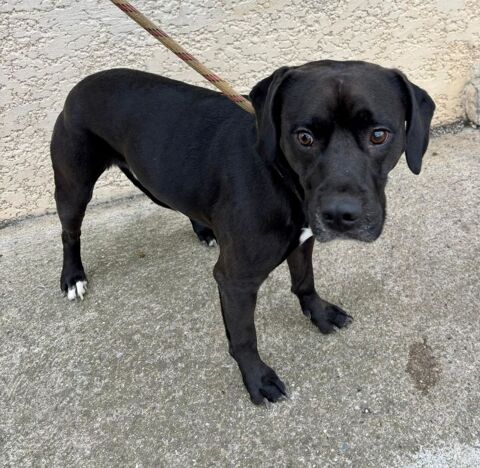 BINGO, labrador 2 ans 220 34500 B�ziers