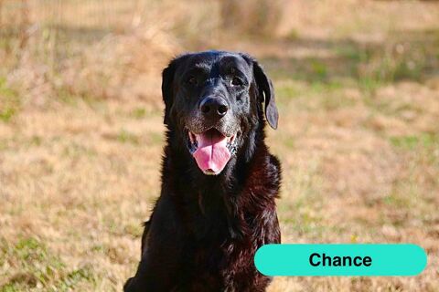 Chance, labrador crois&eacute; beauceron &agrave; adopter 100 44690 Monnières