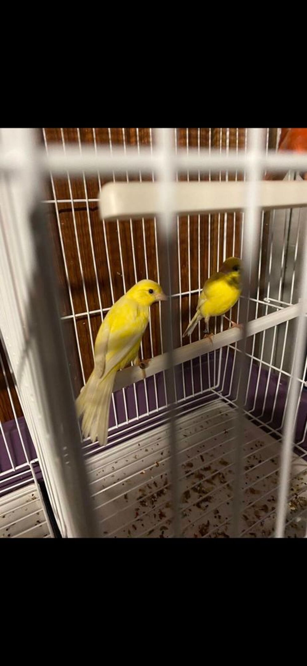   canari raza espagnol  