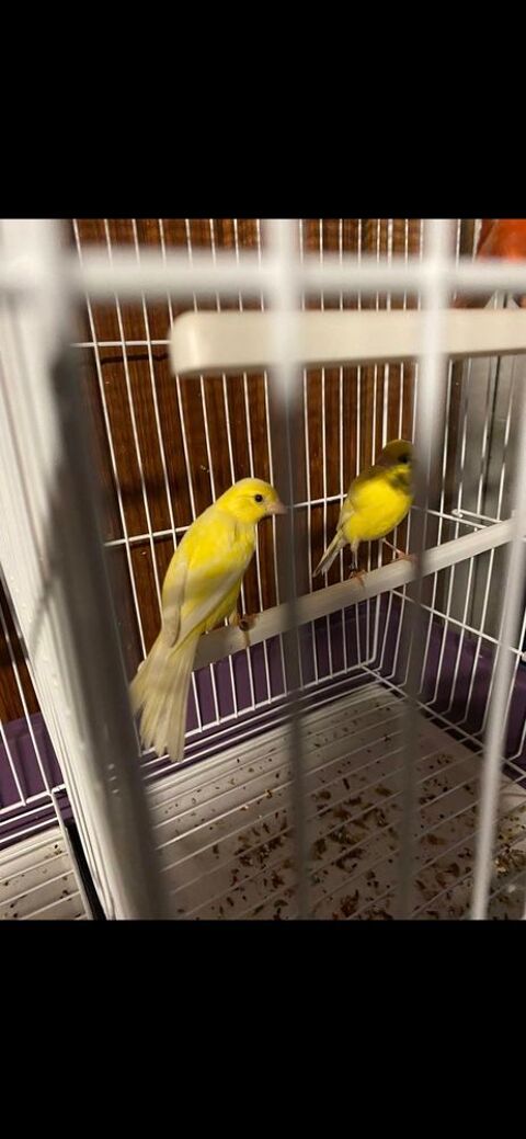canari raza espagnol 50 44300 Nantes