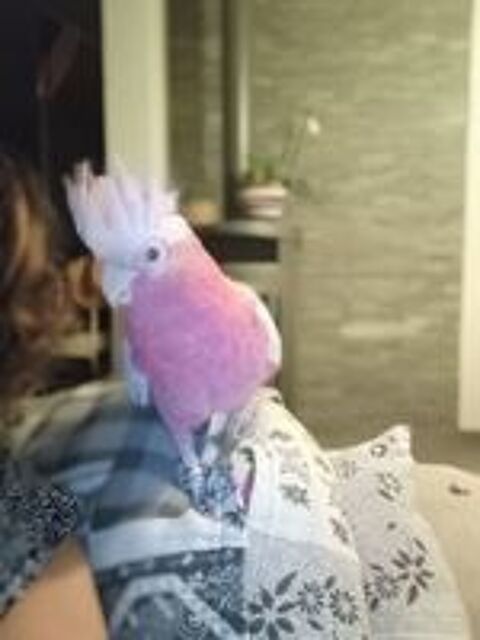   Rosalbin  